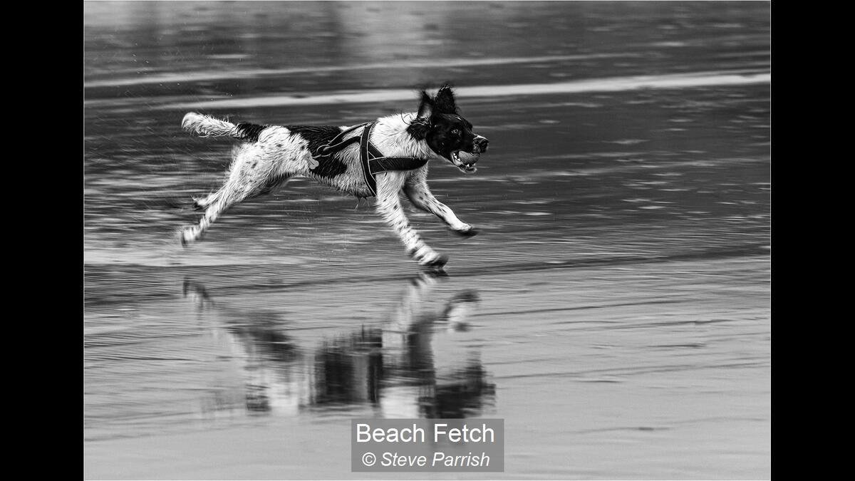 Beach Fetch